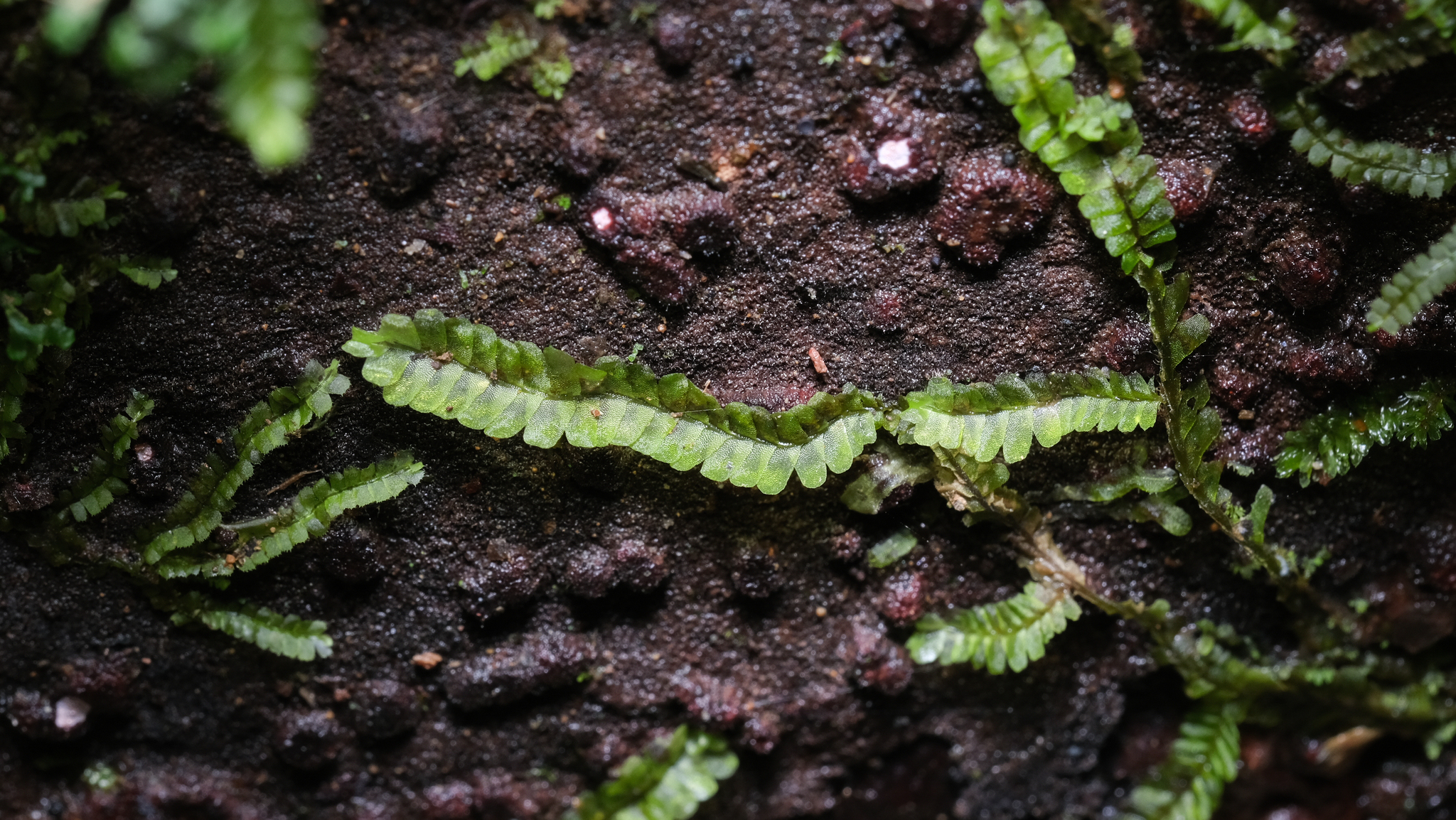 Heteroscyphus succulentus