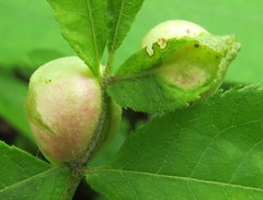 Phylloxera caryaemagna