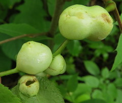 Phylloxera caryaemagna