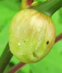 Phylloxera caryaemagna