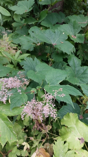 Image of Giant Meadowsweet (Filipendula camtschatica) by no rights reserved