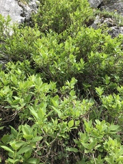 Lonicera alpigena