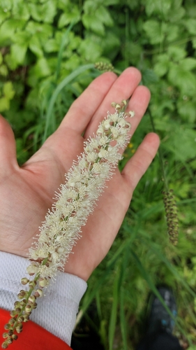 Image of Simple Bugbane (Actaea simplex) by no rights reserved