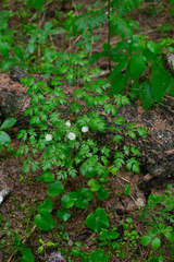 Actaea erythrocarpa