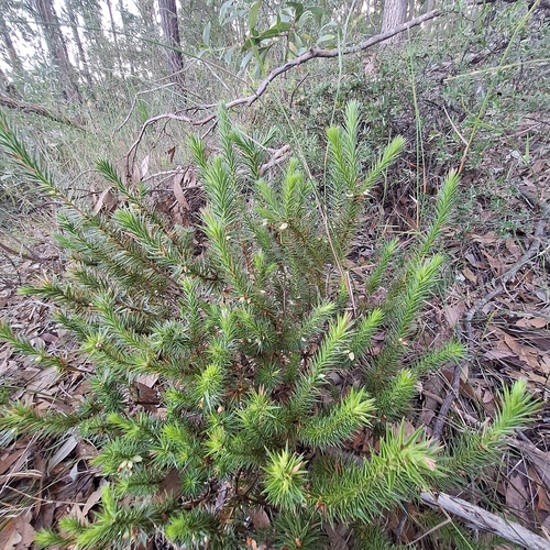 Image of Melichrus adpressus by (c) Greg Tasney, some rights reserved (CC BY-SA)