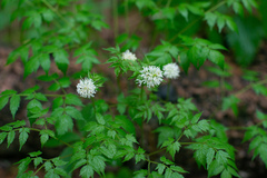 Actaea erythrocarpa