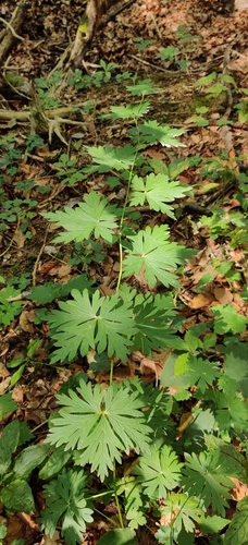 Image of Aconitum lycoctonum by (c) Ondřej Křivan, some rights reserved (CC BY)