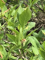Lonicera alpigena