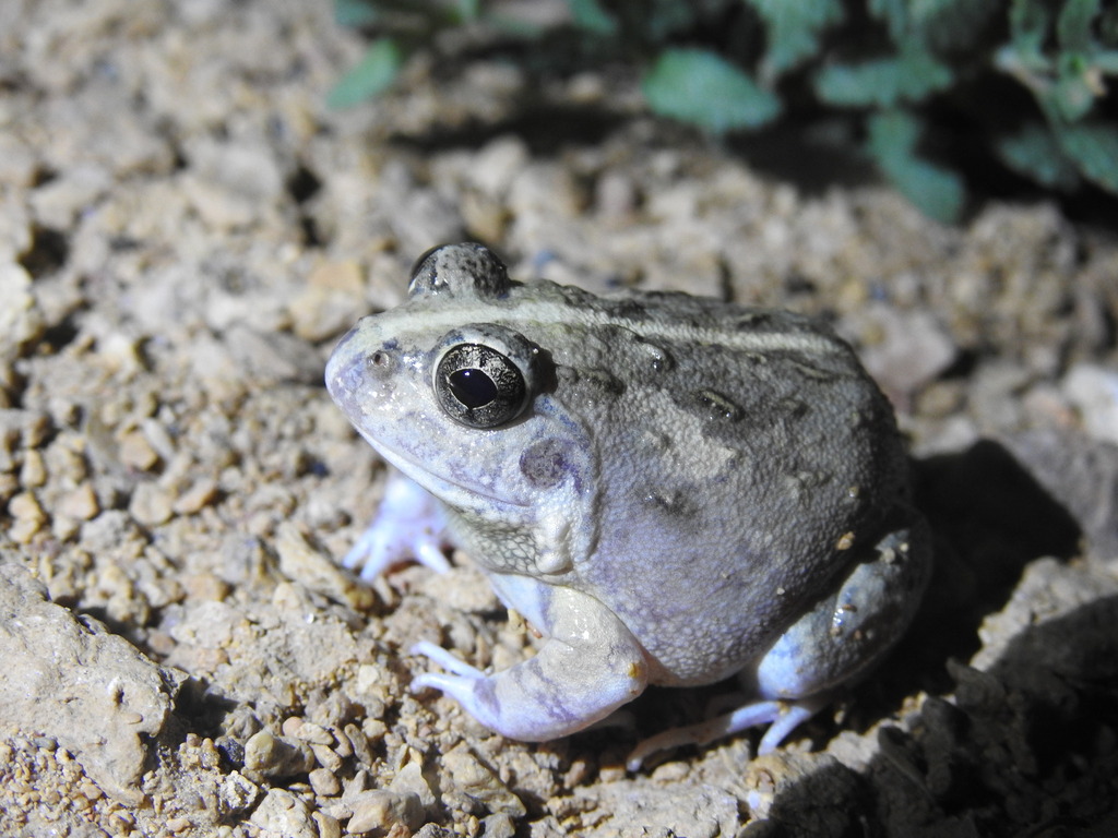 Western Burrowing Frog