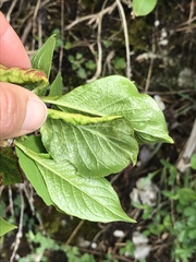 Lonicera alpigena