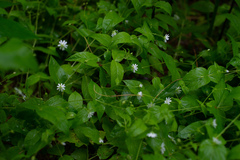 Stellaria bungeana