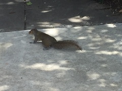 Sciurus carolinensis