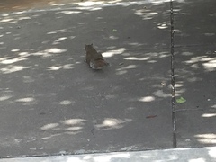 Sciurus carolinensis