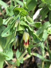 Cerinthe glabra