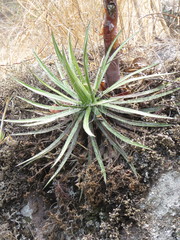 Agave filifera