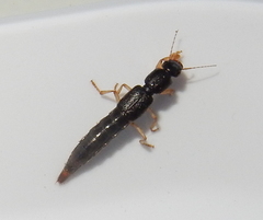 Pinophilus