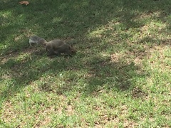 Sciurus carolinensis