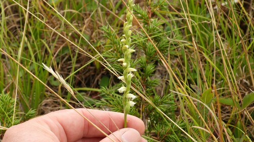 Image of Case's Ladies' Tresses (Spiranthes casei) by (c) Dan MacNeal, some rights reserved (CC BY)