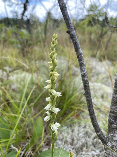 Image of Case's Ladies' Tresses (Spiranthes casei) by (c) Dan MacNeal, some rights reserved (CC BY)