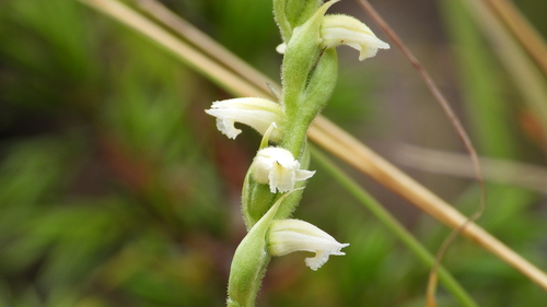 Image of Spiranthes casei by (c) Dan MacNeal, some rights reserved (CC BY)