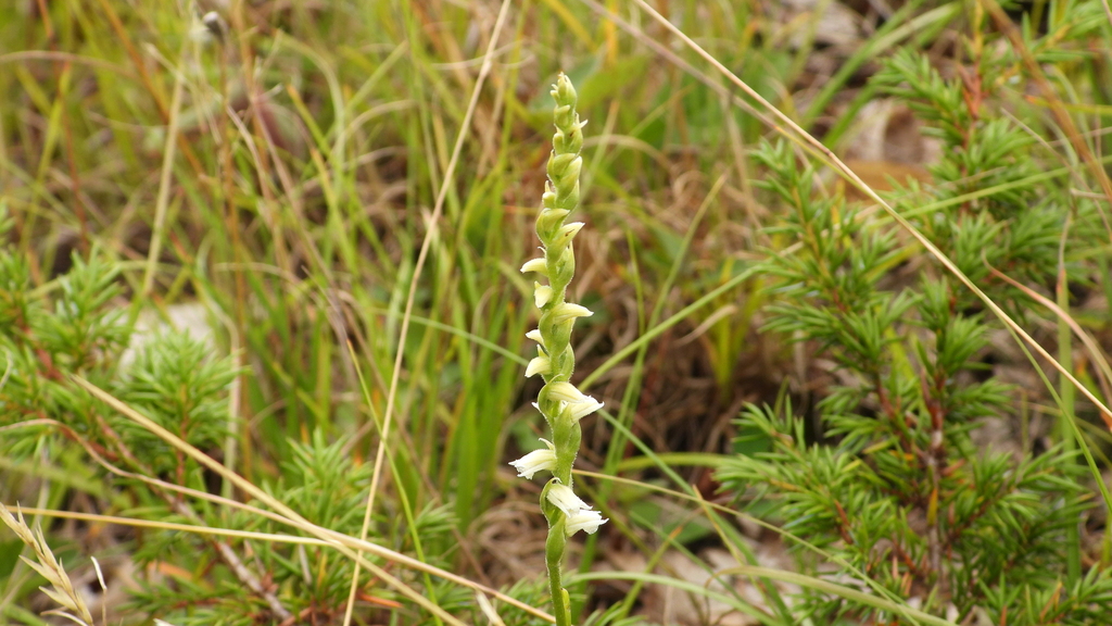 Spiranthes casei