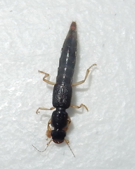 Pinophilus