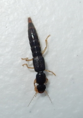 Pinophilus