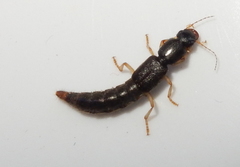 Pinophilus