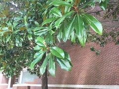 Magnolia grandiflora