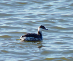 Podiceps auritus