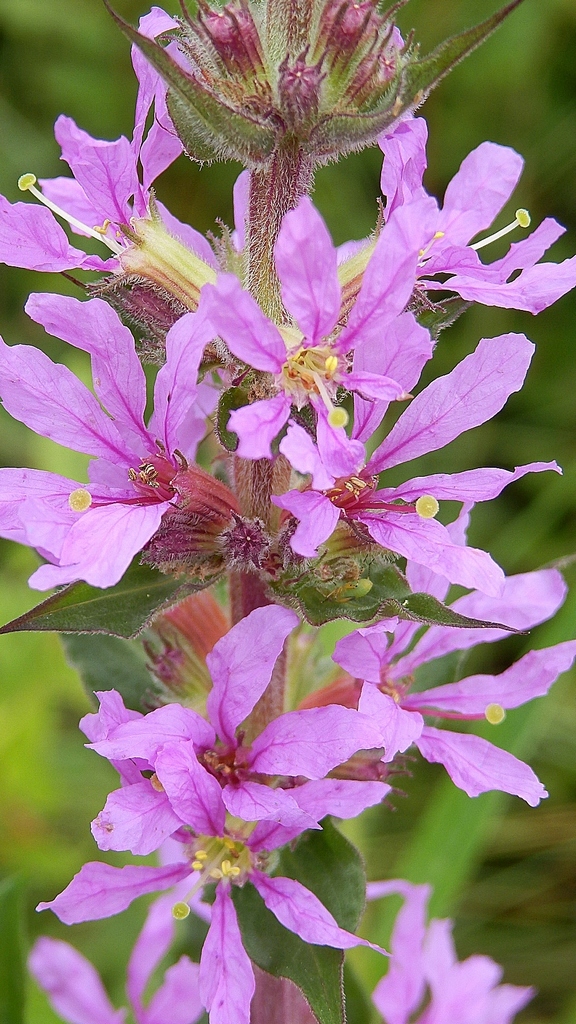 Lythrum
