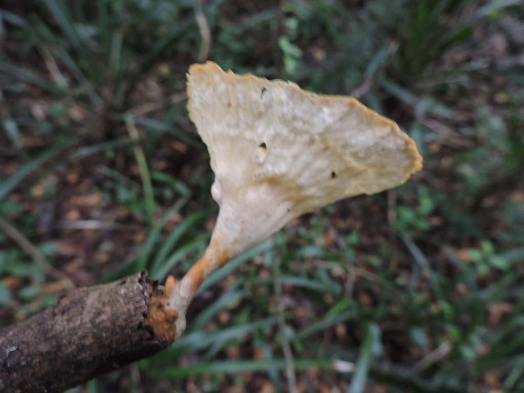 Cymatoderma caperatum · August 2024 · photo: © bariza (iNaturalist, cc-by)