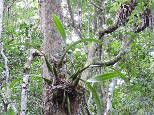 Image of Prosthechea vespa by (c) Fabrício Mil Homens Riella, some rights reserved (CC BY)