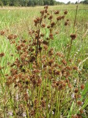 Juncus acuminatus