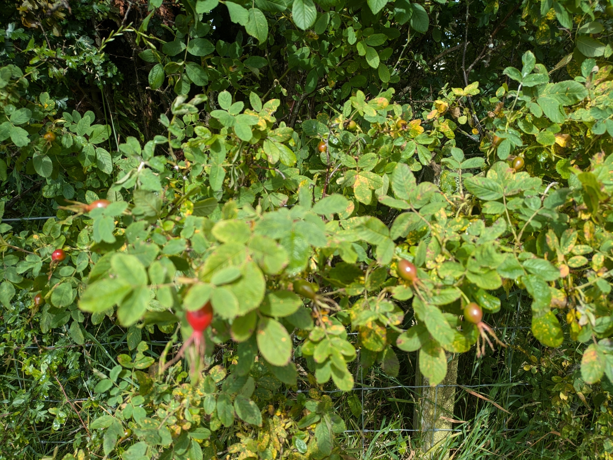Imagem de Rosa silvestre