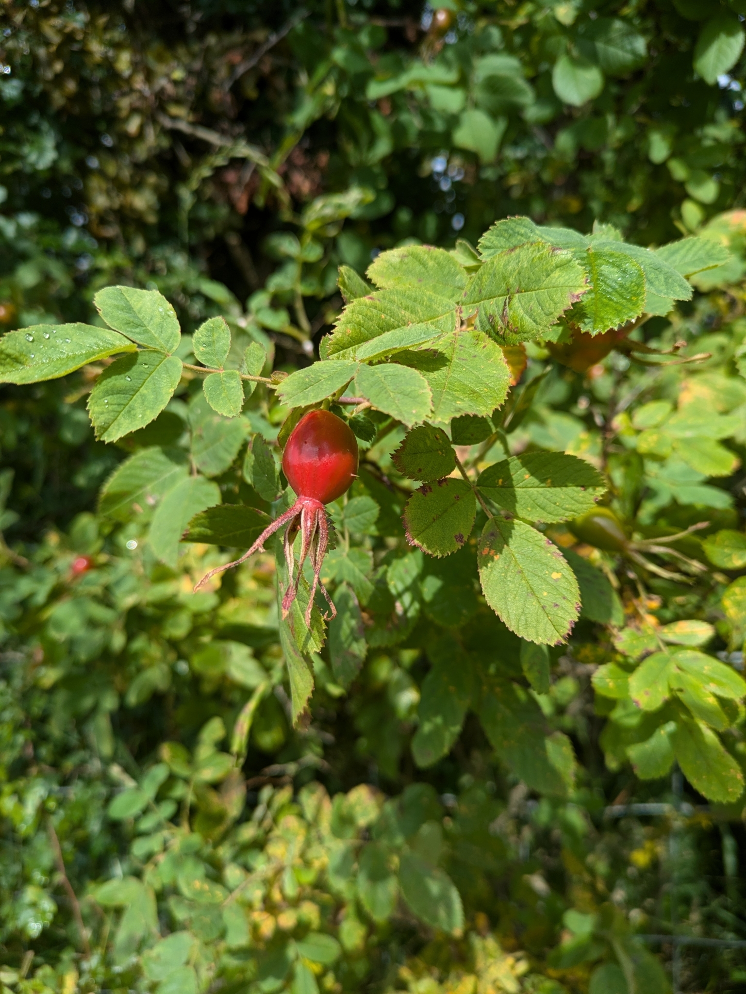 Imagem de Rosa silvestre