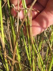 Juncus acuminatus