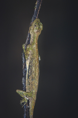 Draco indochinensis