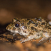 Paddy Field Frog - Photo (c) Dmitry Ivanov, some rights reserved (CC BY-NC), uploaded by Dmitry Ivanov
