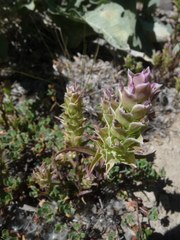 Orthocarpus cuspidatus cryptanthus