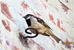 Passer domesticus