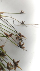 Ficinia lateralis