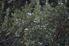 Bowkeria verticillata