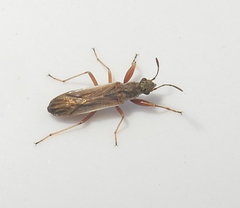 Paromius longulus