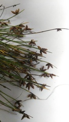 Ficinia lateralis