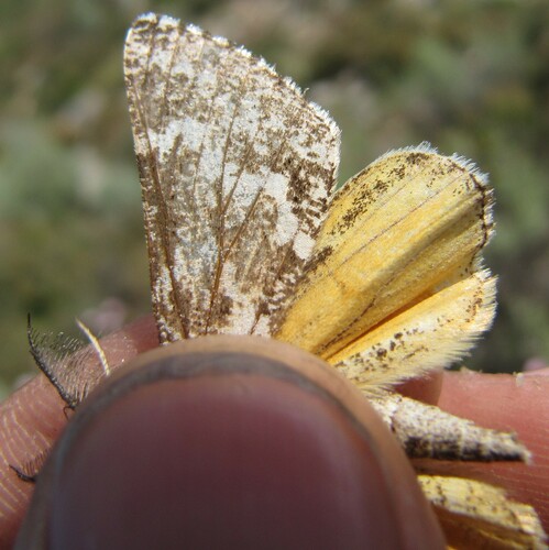 Athroolopha pennigeraria