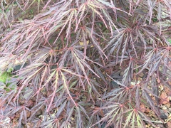 Acer palmatum