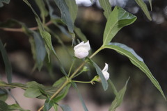 Bowkeria verticillata