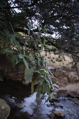 Bowkeria verticillata