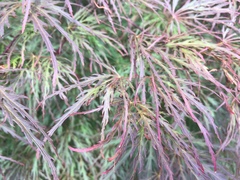 Acer palmatum